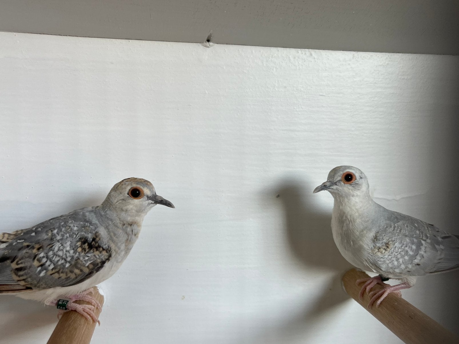 Diamantduifjes 2026, Dieren en Toebehoren, Vogels | Duiven, Mannelijk, Overige soorten