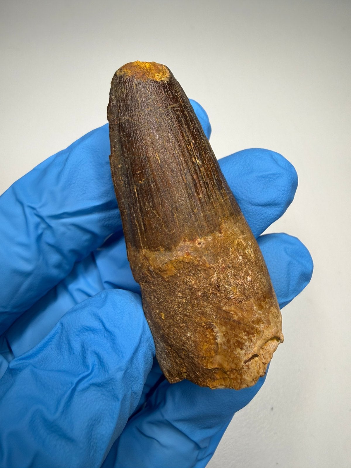 Dikke Spinosaurus tand, Ophalen of Verzenden, Fossiel