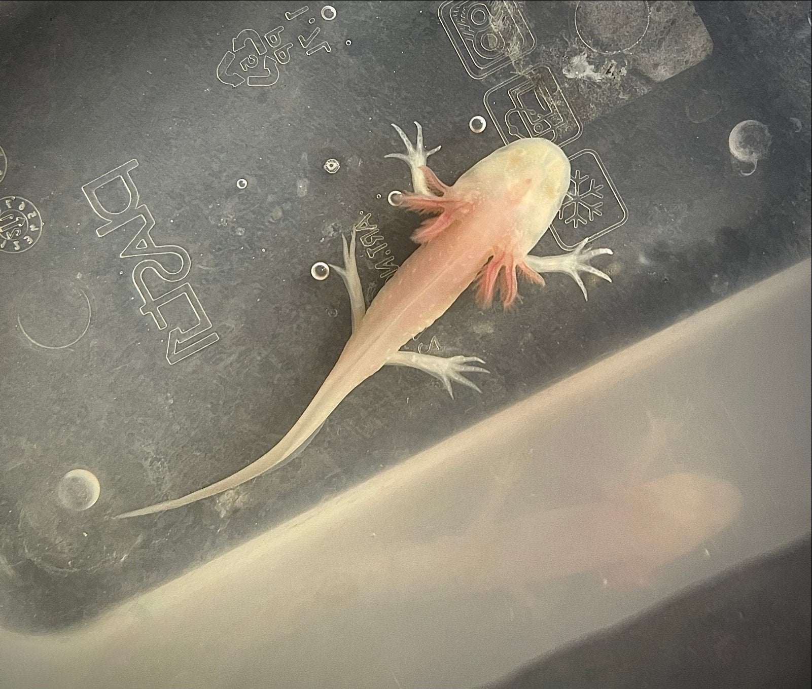 Axolotls, Dieren en Toebehoren, Reptielen en Amfibieën, Amfibie, 0 tot 2 jaar
