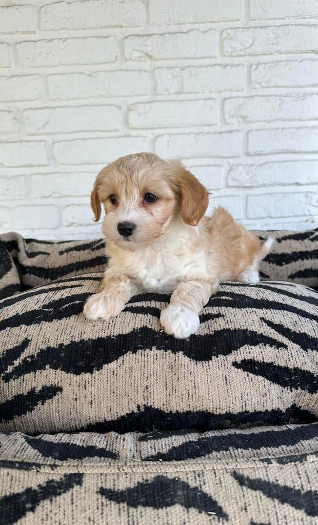 Maltipoo pups, maltezer x toy poedel, Parvo, Nederland, Overige rassen, 8 tot 15 weken