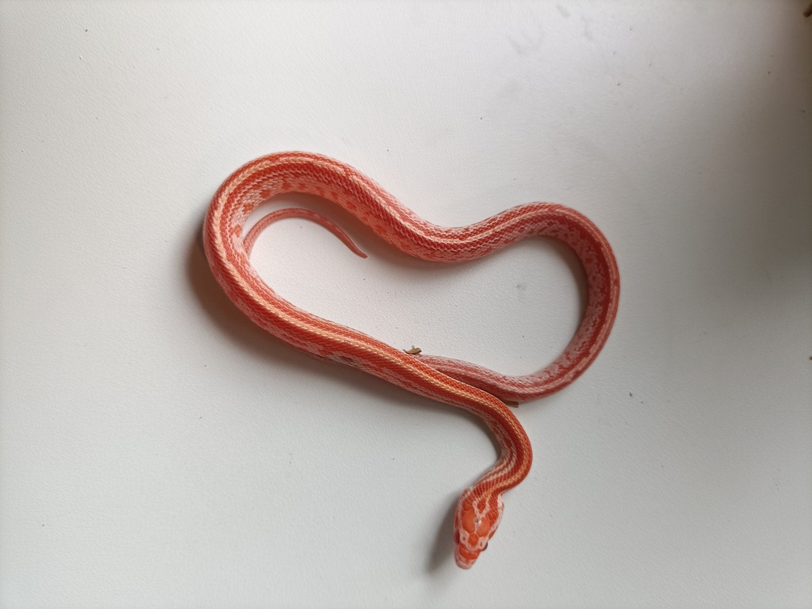 jonge rattenslangen Rat Snake photo 7