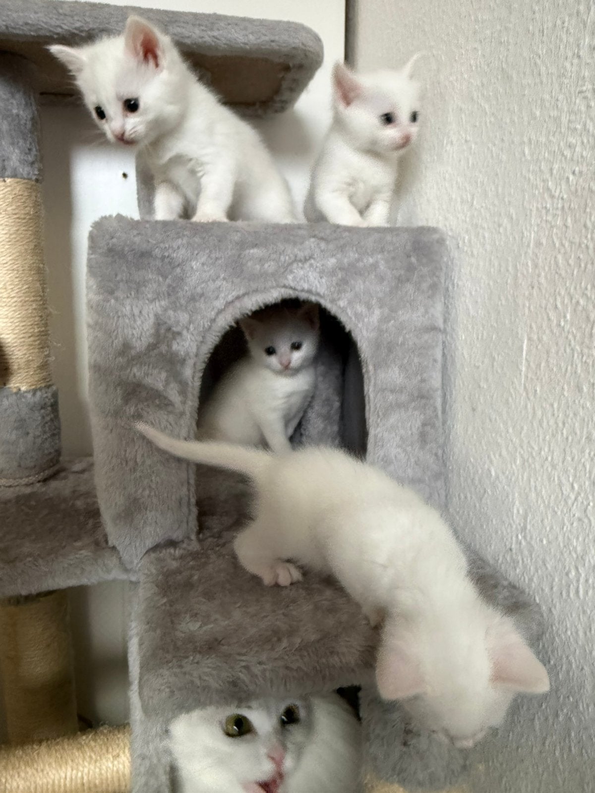 Leuke lieve turkse angora kittens, Meerdere dieren, Gechipt, 0 tot 2 jaar