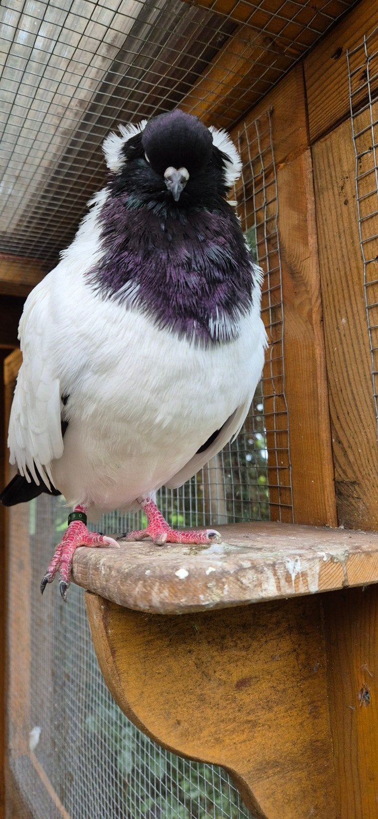 Non duiven voor liefhebbers., Dieren en Toebehoren, Meerdere dieren, Overige soorten
