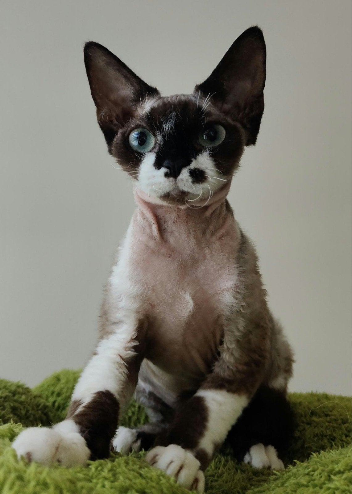 Devon Rex poesje Beschikbaar, Dieren en Toebehoren, Poes, Gechipt, 0 tot 2 jaar