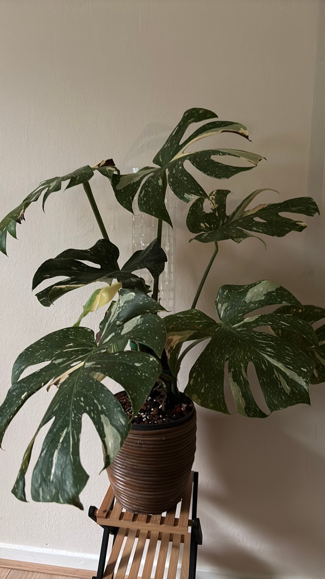 Monstera Thai Constellation, Ophalen, Overige soorten, Halfschaduw, Minder dan 100 cm