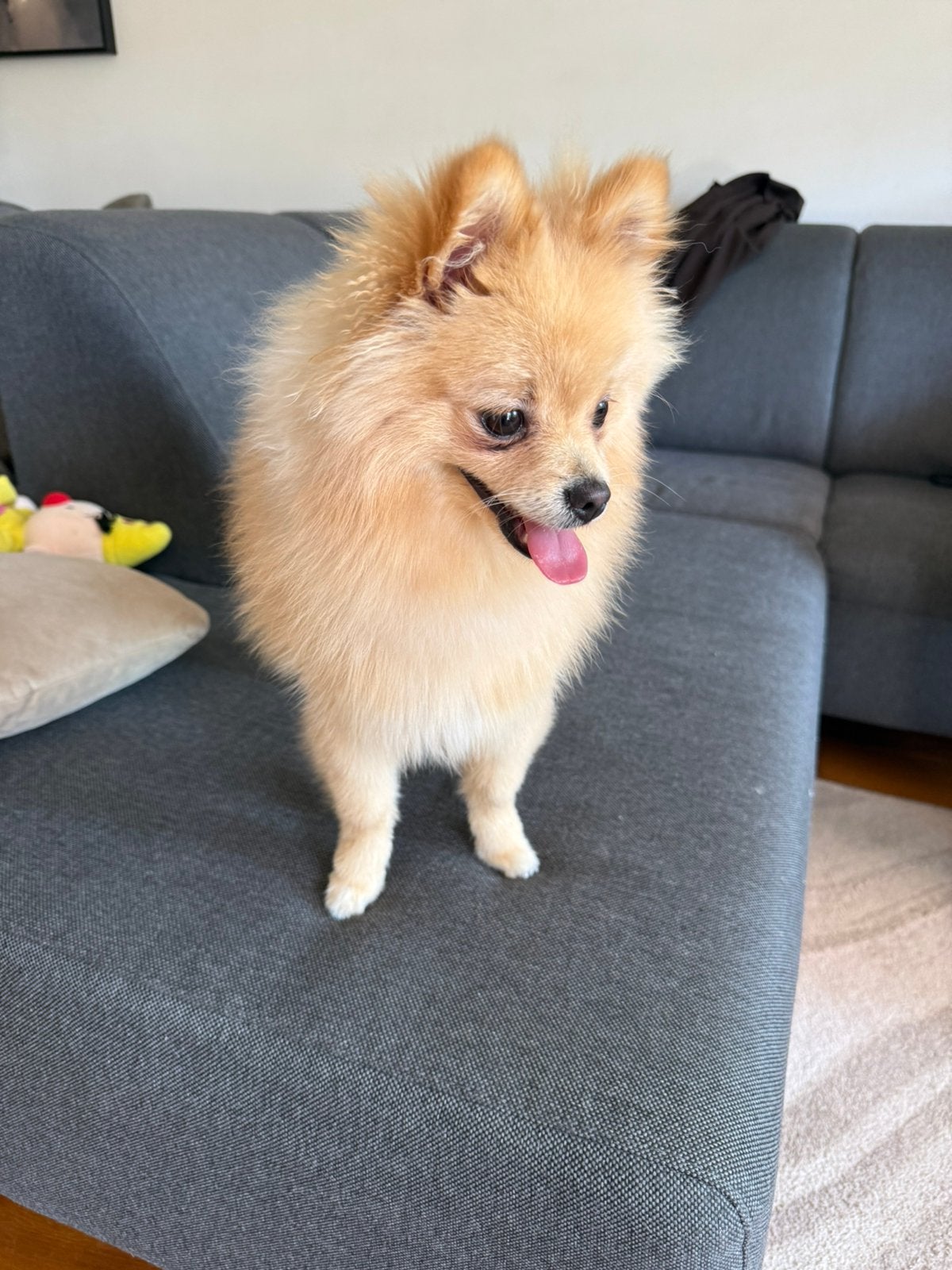 Pomeriaan 7 maandjes Reu, 15 weken tot 1 jaar, Parvo, Eén hond, Nederland