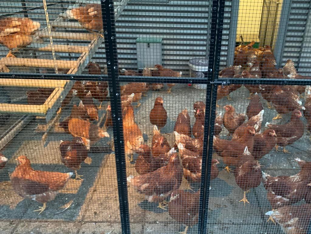 Isa Brown legkippen / hennen, Dieren en Toebehoren, Vrouwelijk, Kip