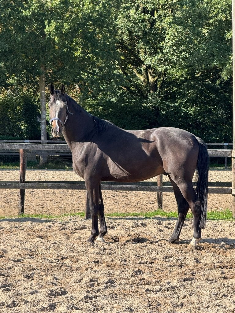 Paarden rechtstreeks van de fokker, Dieren en Toebehoren, Met stamboom, Dressuurpaard, 0 tot 2 jaar, Onbeleerd