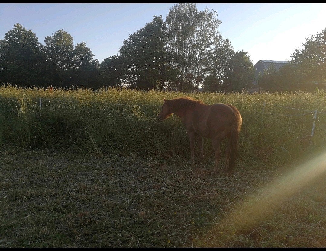 Land, boxen, schuilstallen, samen in eigen beheer, Wapse, Dieren en Toebehoren, Stalling en Weidegang