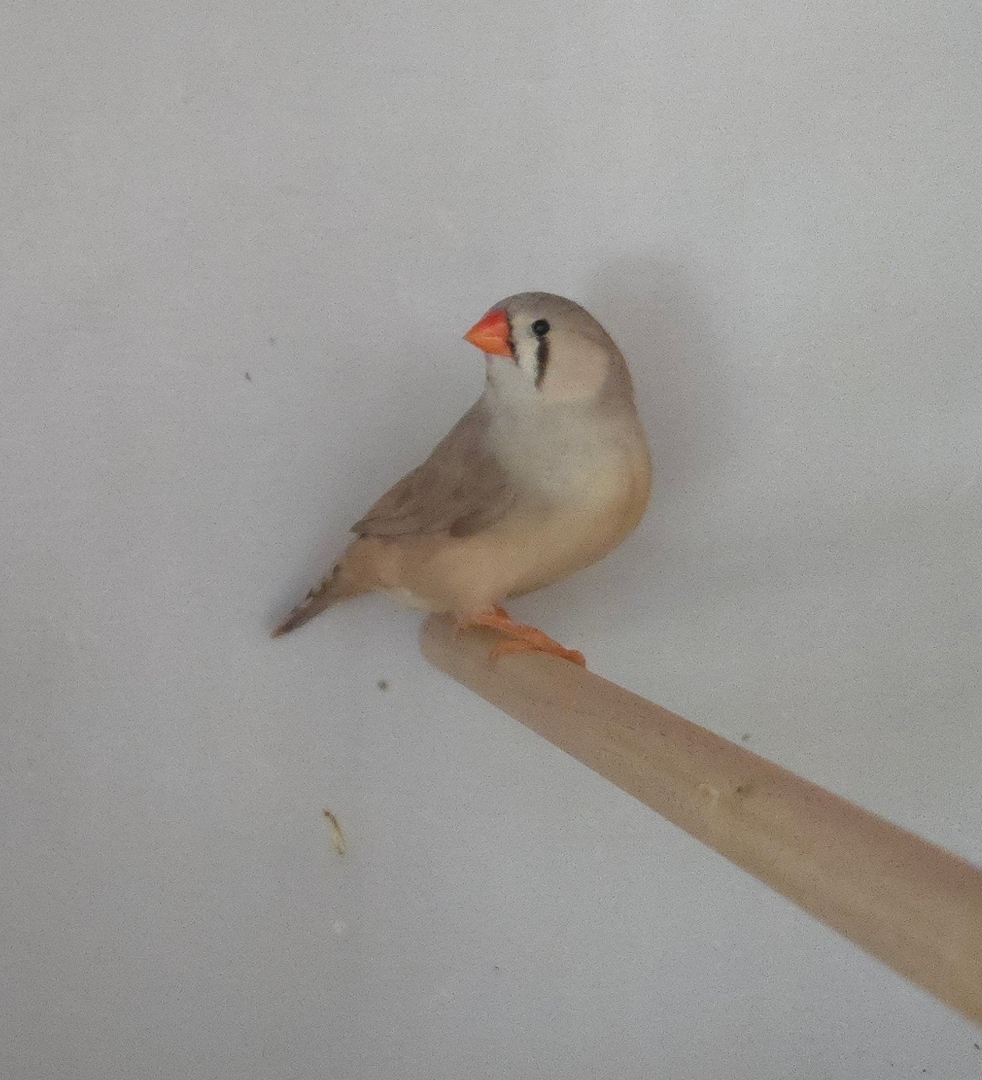 zebravinken split zwartborst broer en zus, Meerdere dieren, Tropenvogel