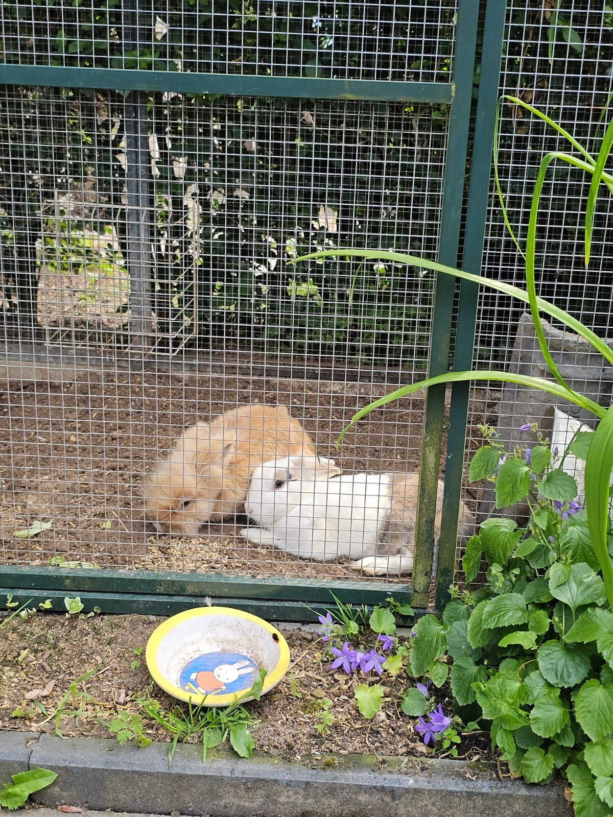 Mannetjes konijn gezocht, Dieren en Toebehoren, Konijnen, Mannelijk, 3 tot 5 jaar