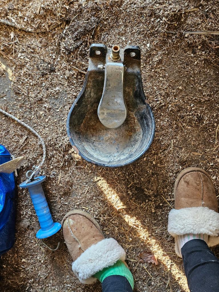 Waterbak automatisch, Dieren en Toebehoren, Overige Dieren-accessoires, Ophalen of Verzenden