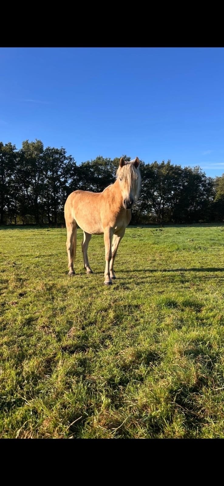 Prachtige Haflinger, Ruin, Ontwormd, 3 tot 6 jaar