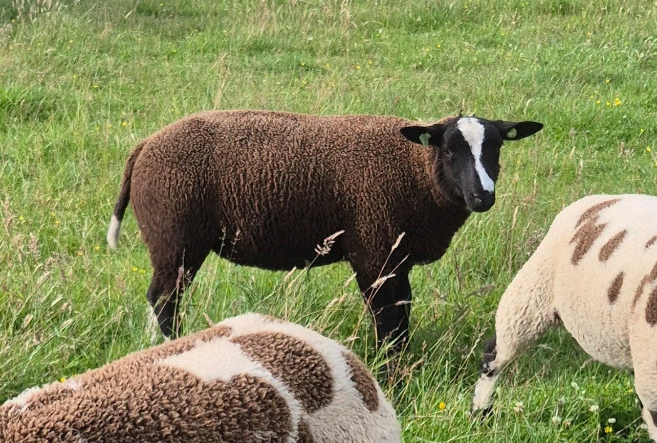 Bonte ram, Mannelijk, Schaap, 0 tot 2 jaar