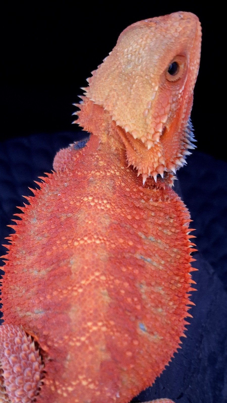 Boss Red HypoTrans Coral G-Stripe Blue Bar Baardagaam man Bearded Dragon photo 4