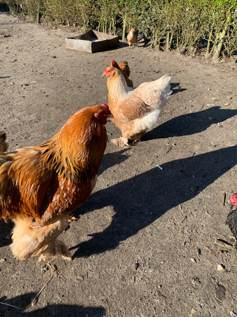 Broedeieren (brahma), Dieren en Toebehoren, Geslacht onbekend, Kip