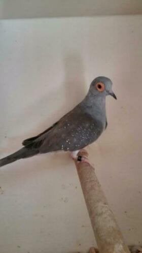 Te koop Diamantduifjes., Dieren en Toebehoren, Meerdere dieren