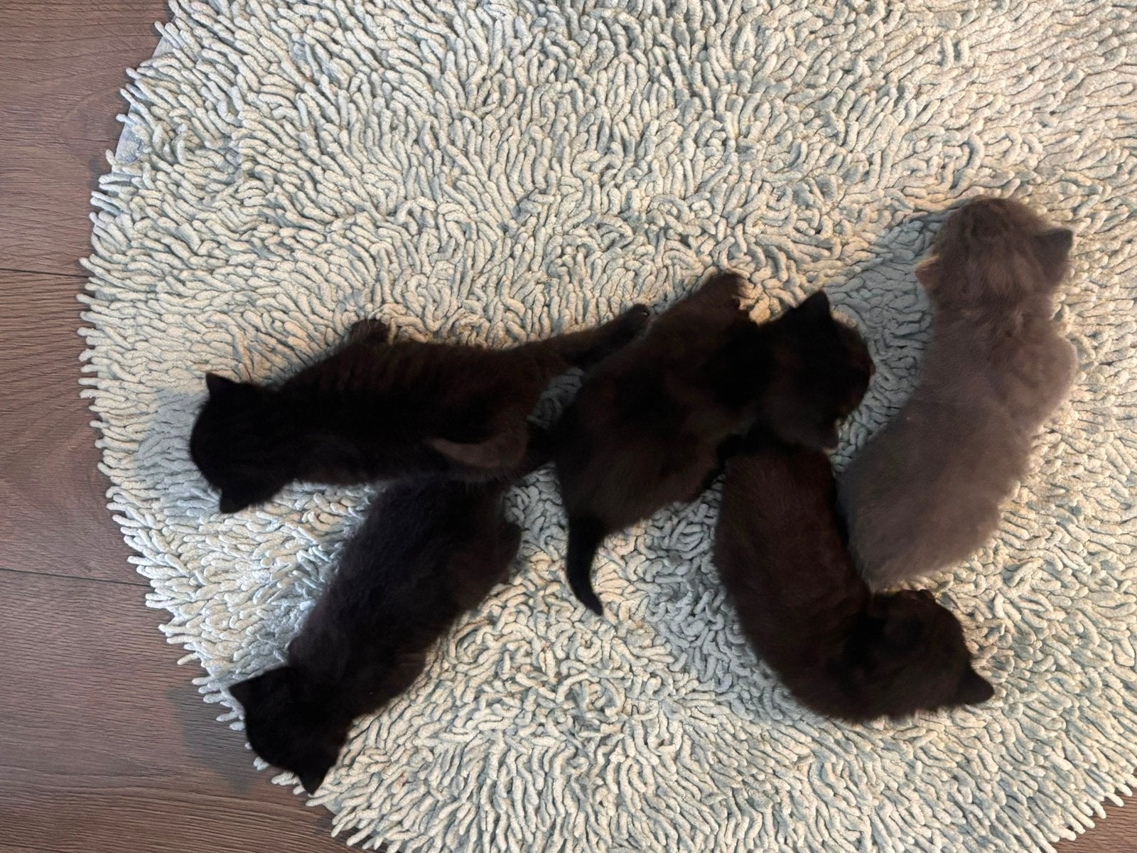 5 mooie kittens, 0 tot 2 jaar