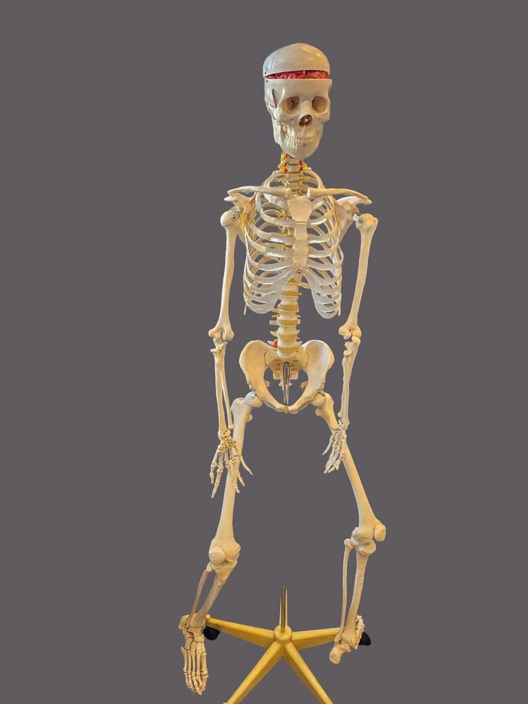 Anatomisch Skeletmodel van Kunststof - Lesmateriaal, Hobby en Vrije tijd, Overige Hobby en Vrije tijd, Gebruikt, Ophalen