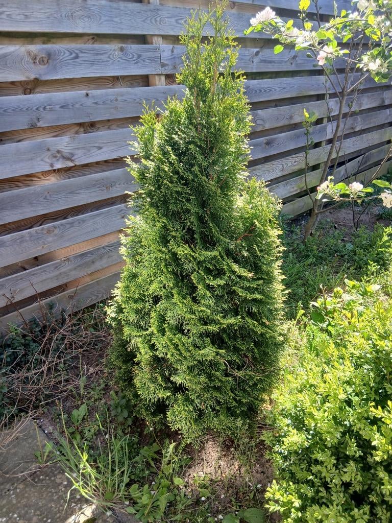 GRATIS mooie conifeer (1 tot 4 stuks, ong. 160 cm.), Tuin en Terras, Planten | Bomen, Ophalen, Bloeit niet, Halfschaduw, Overige soorten
