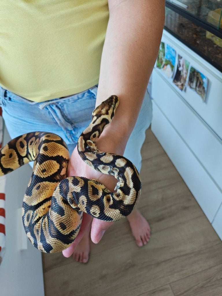 Python slang met terrarium en toebehoren., Slang, Met terrarium, 3 tot 6 jaar