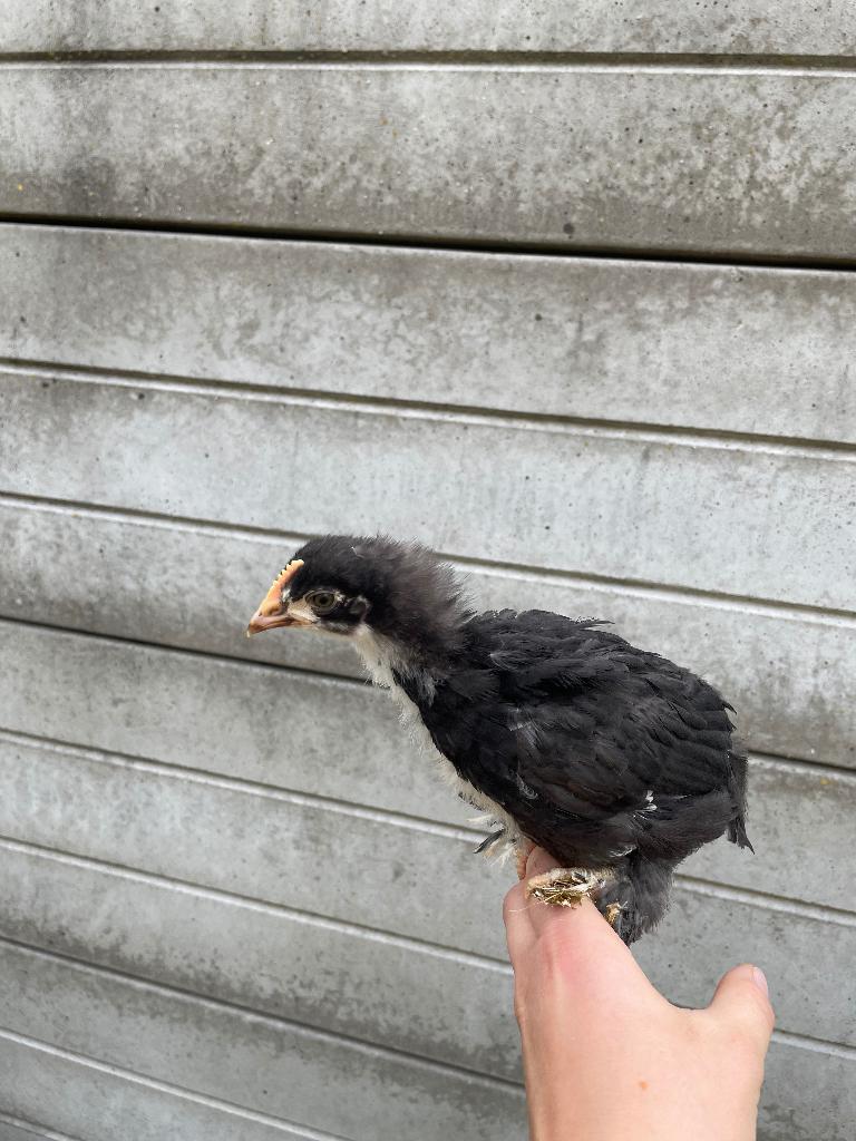 Maran kuiken, Dieren en Toebehoren, Pluimvee, Geslacht onbekend, Kip