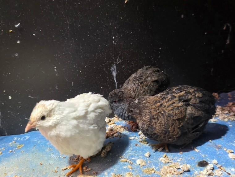 2x dwergkwartel kwartel, Dieren en Toebehoren, Mannelijk, Overige soorten