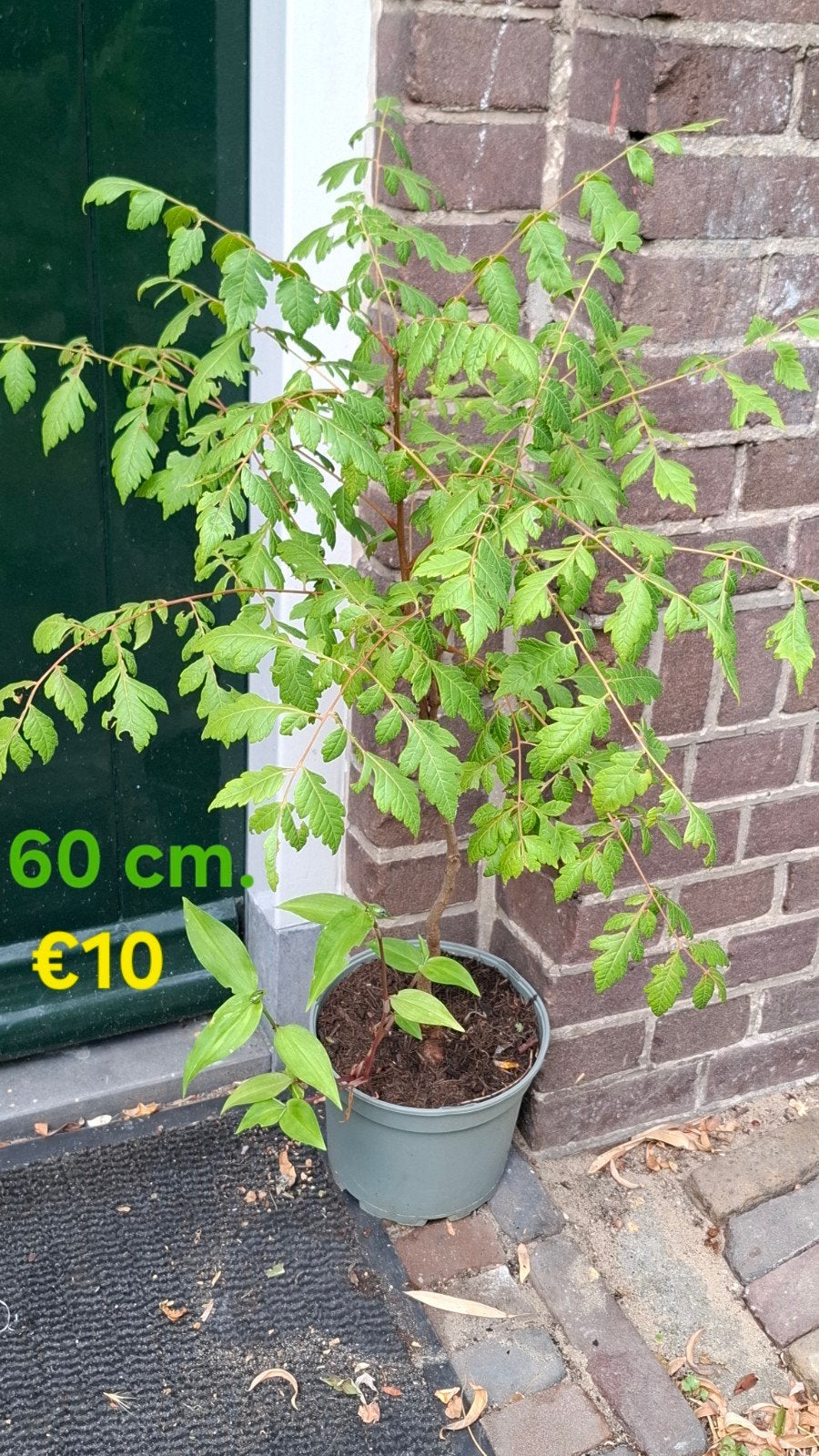Lampionboom, Gele Zeepboom, Koelreuteria Paniculata, Tuin en Terras, Ophalen, Volle zon, Overige soorten