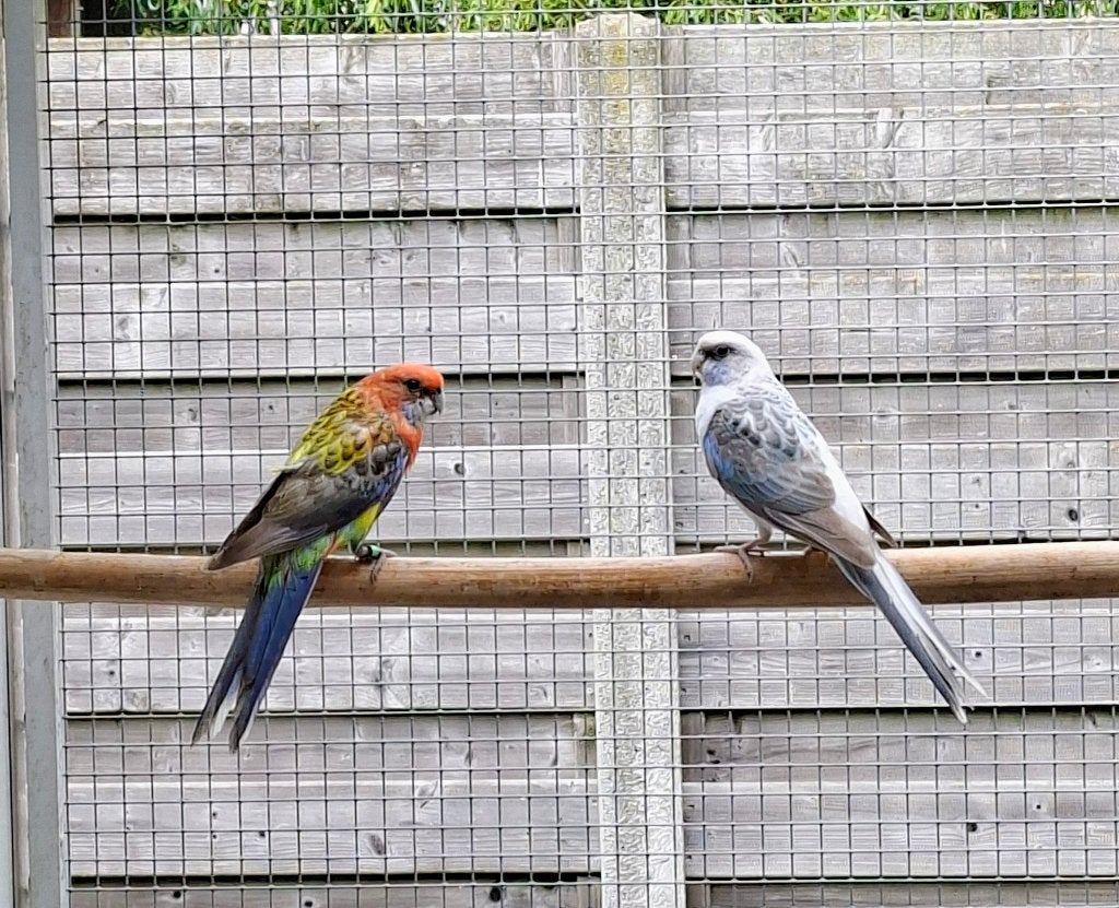 Jong koppel rosella's 2026, Dieren en Toebehoren, Meerdere dieren, Parkiet, Geringd