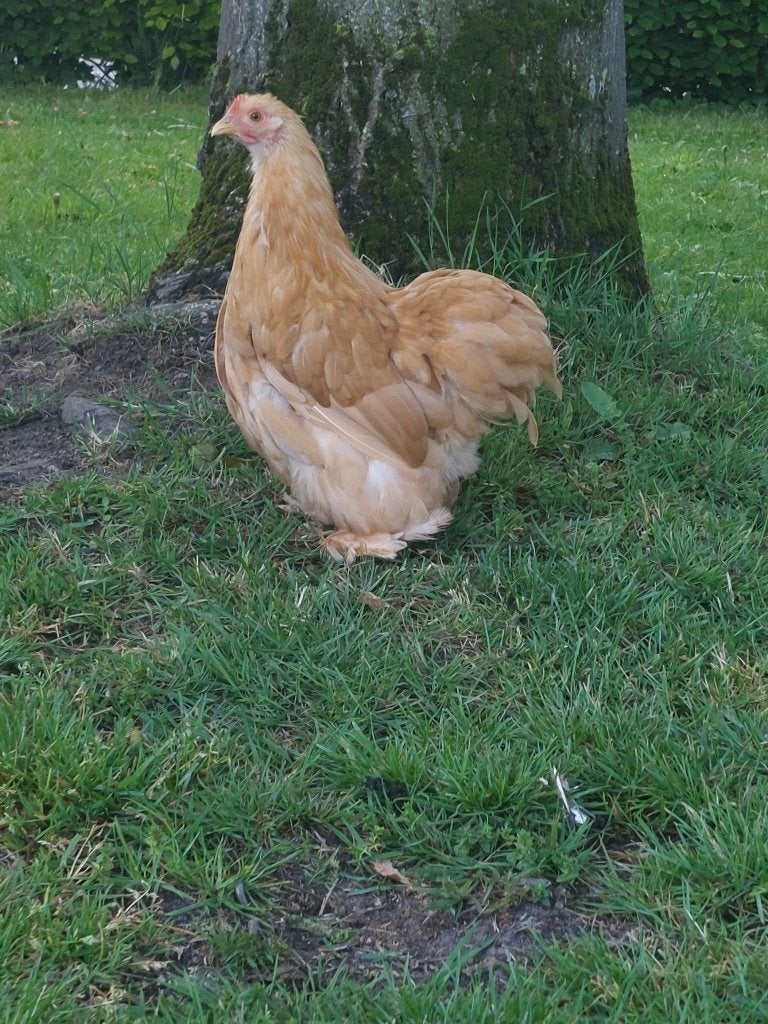 Cochinkriel kippen | Verschillende kleurslagen | zeer tam, Dieren en Toebehoren, Pluimvee, Vrouwelijk, Kip