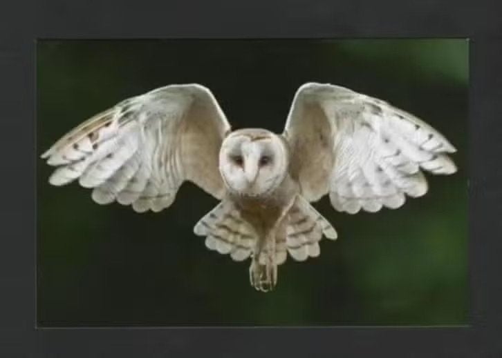 Kerkuil Tyto Alba Vliegend in de Nacht., Verzamelen, Ophalen of Verzenden, 1980 tot heden, Ongelopen, Vogel