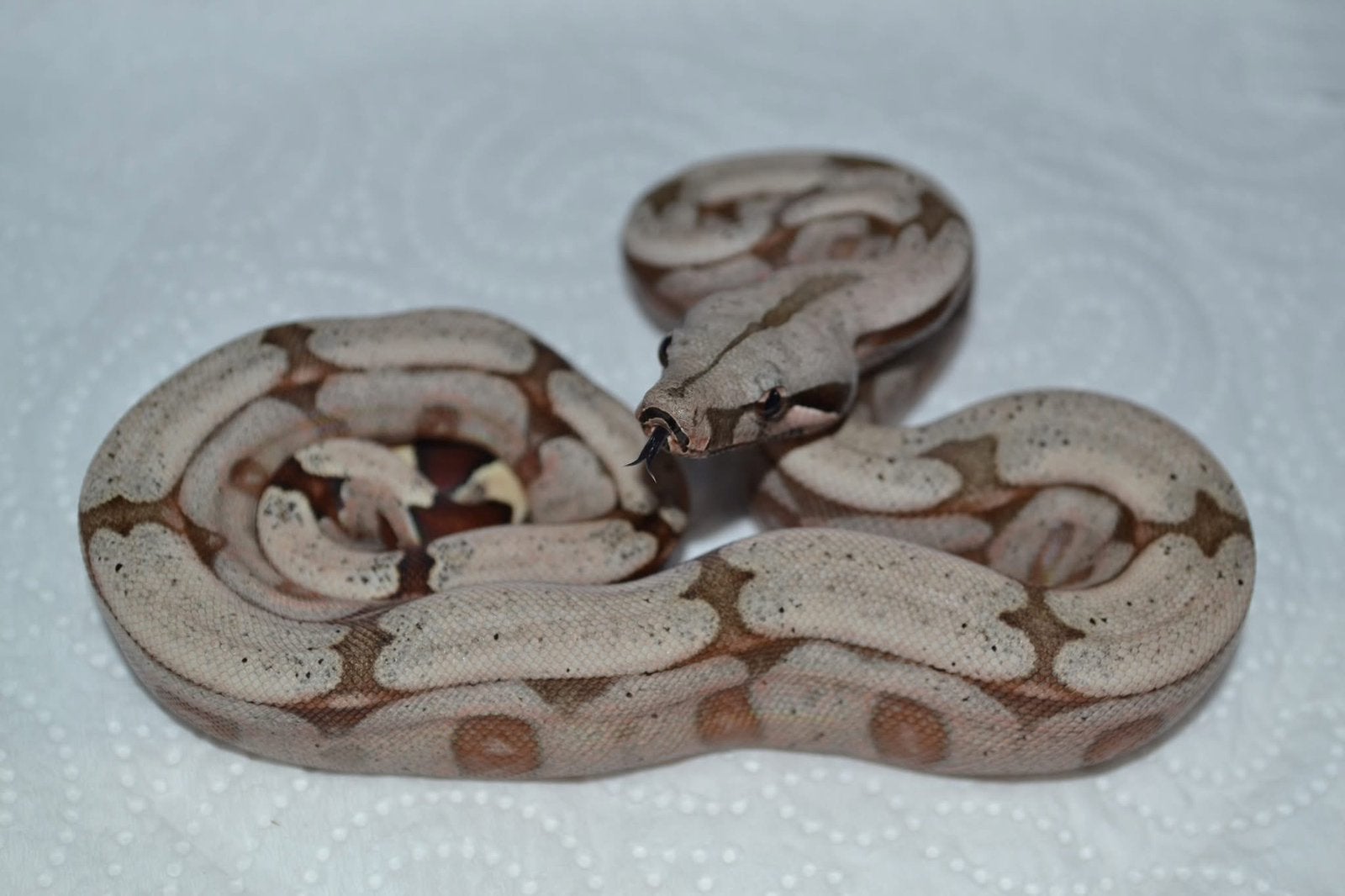 Boa constrictor amarali Boa Constrictor photo 4