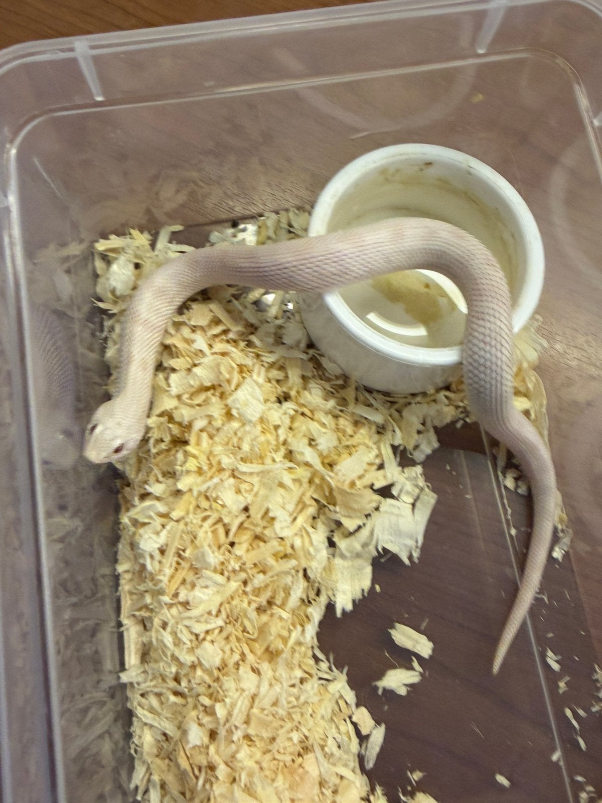 Haakneusslang (heterodon nasicus) Hognose Snake - unknown for sale from J
