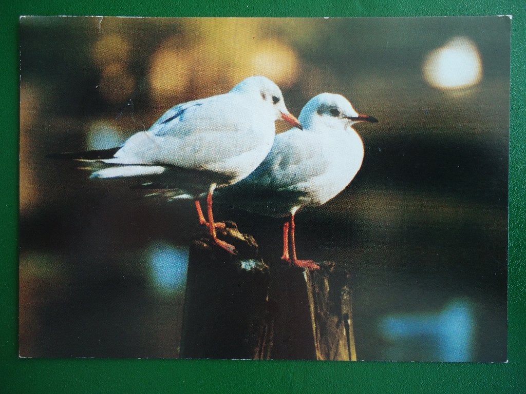 (204) Dierenkaart: VOGELS, Verzamelen, Ansichtkaarten | Dieren, Verzenden, 1980 tot heden, Gelopen, Vogel