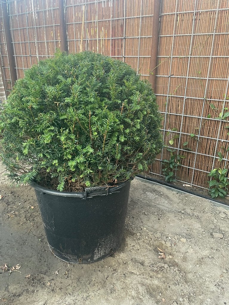 Taxus bol +/- 80 cm, Tuin en Terras, Ophalen, Taxus, Struik, Minder dan 100 cm