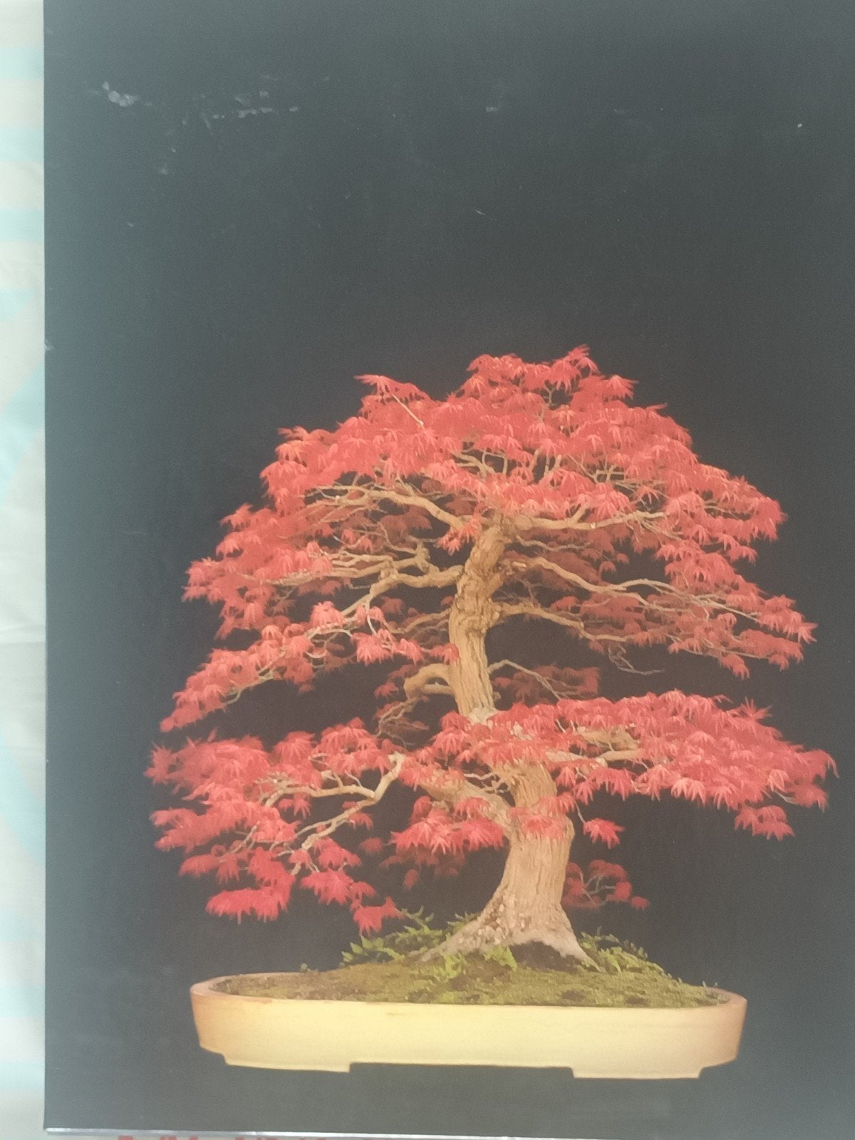 Boek: Die Welt des Bonsai - Lesniewicz, Grams, Eckardt, Ophalen of Verzenden, Zo goed als nieuw, Overige onderwerpen, Lesniewicz, Grams, Eckardt