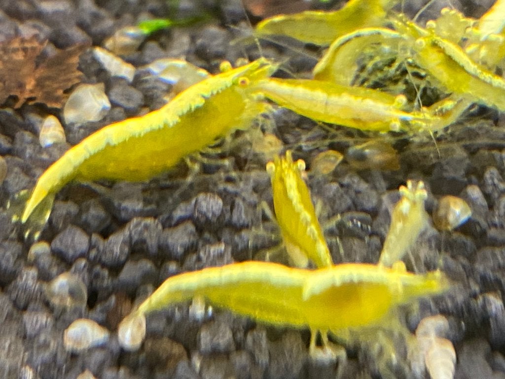 Yellow Sakura Neon Backstripe OE (orange eyes / gouden ogen), Kreeft, Krab of Garnaal, Zoetwatervis
