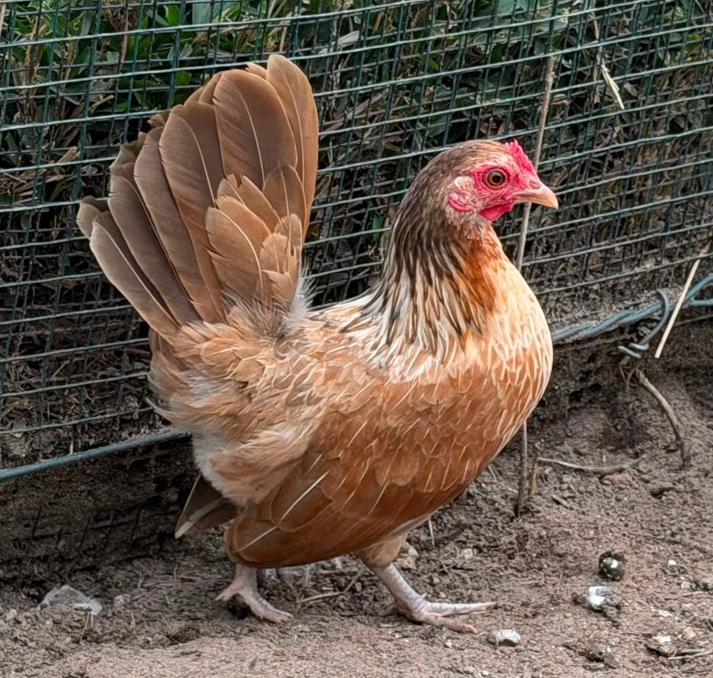 Kriel Hennen te koop, Dieren en Toebehoren, Vrouwelijk, Kip