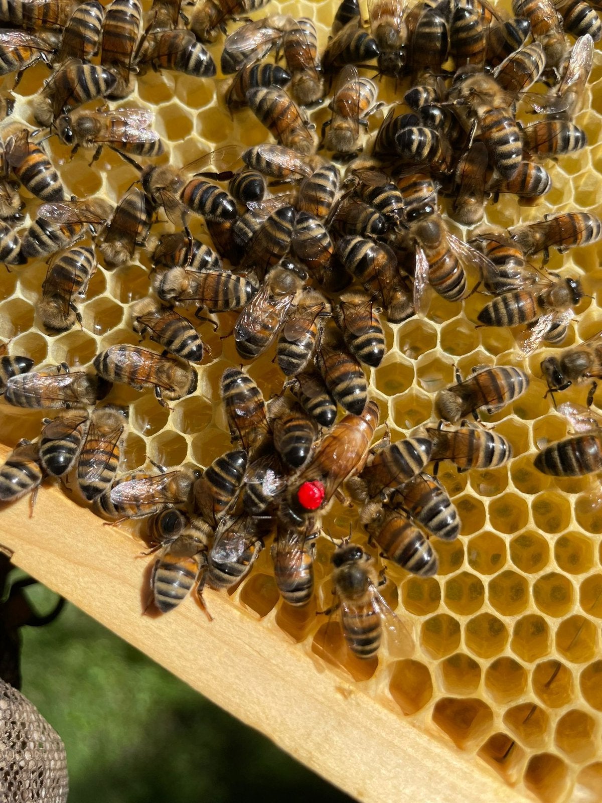 Buckfast P0 ameland 2026 volk 6 ramen, Dieren en Toebehoren, Insecten en Spinnen, Bijen