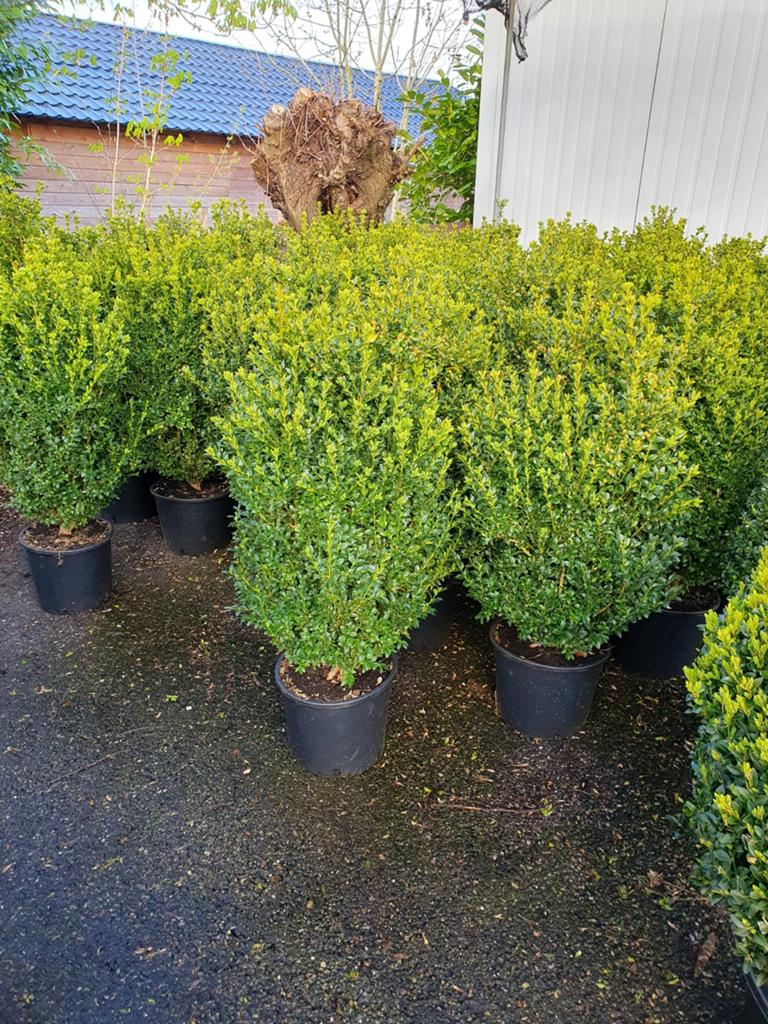 Mooie buxus struiken, Ophalen, Buxus, Minder dan 100 cm