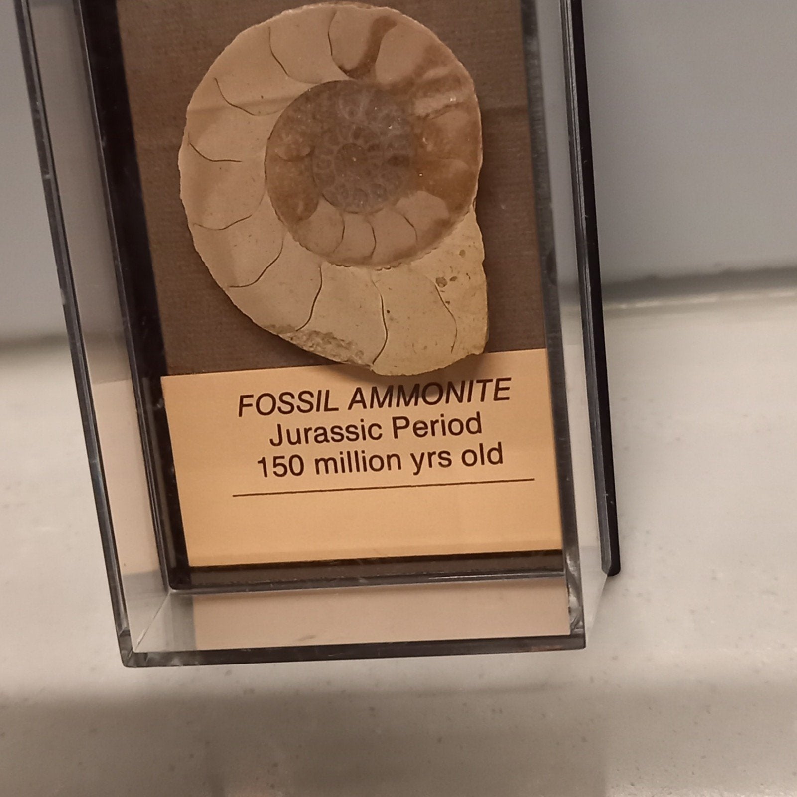 Echt Fossiel Ammoniet – Jura Tijdperk (150 miljoen jaar oud), Ophalen of Verzenden, Fossiel