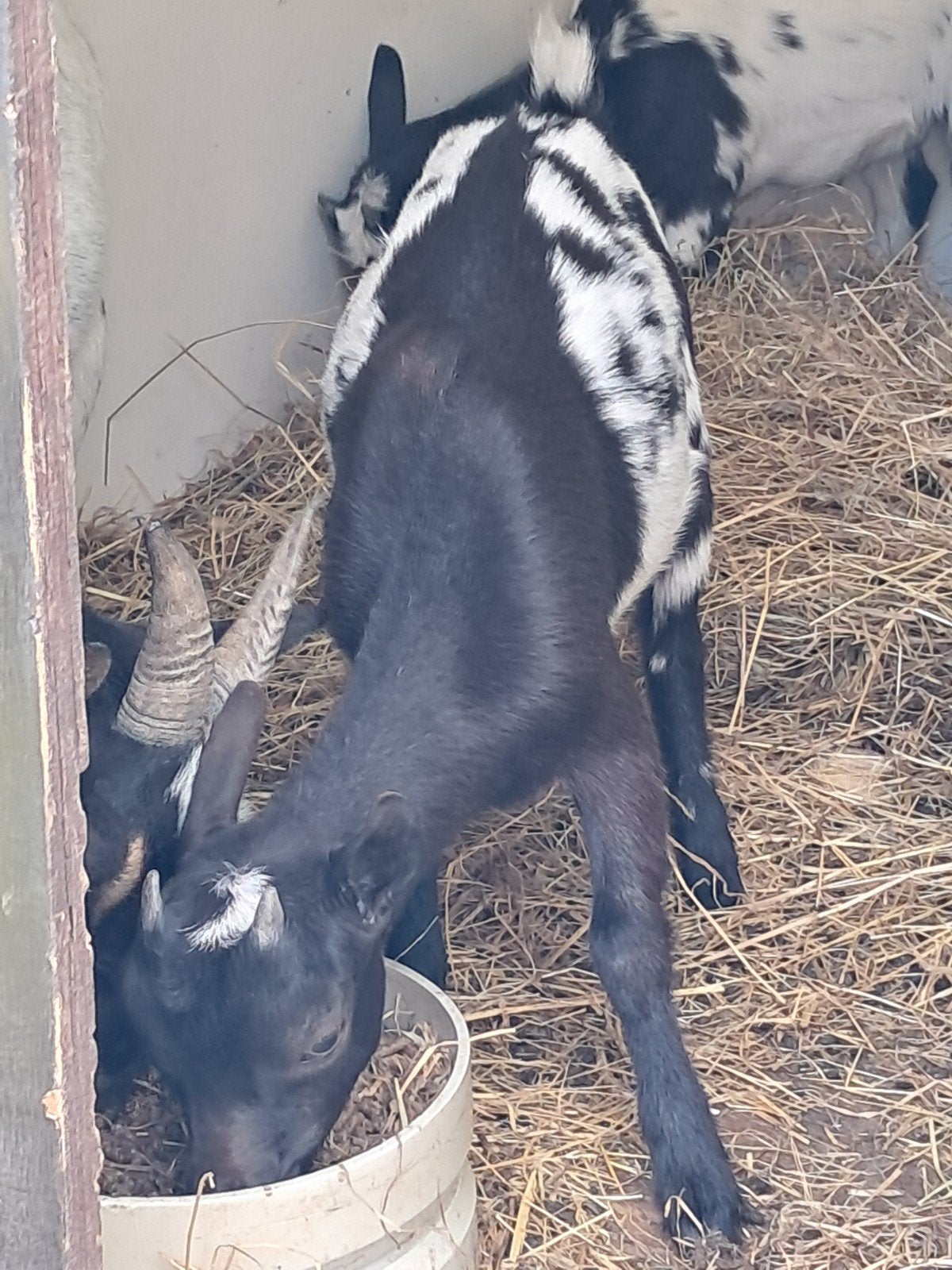 Leuke dwergbokjes, Dieren en Toebehoren, Schapen, Geiten en Varkens, Mannelijk, Geit, 0 tot 2 jaar