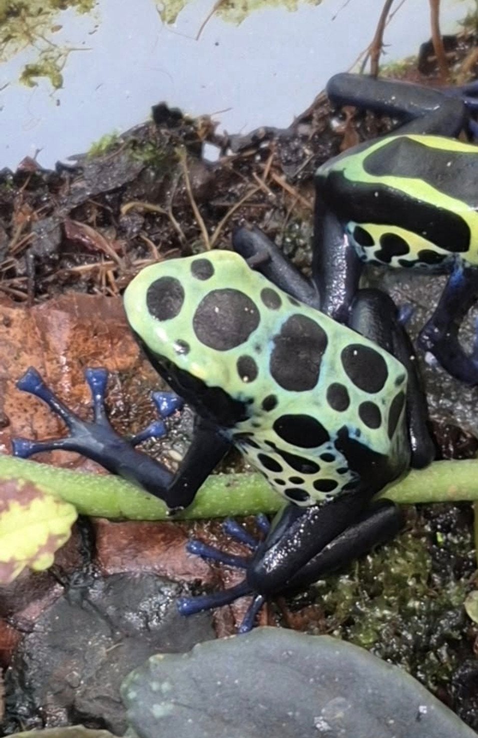 dendrobates tinctorius sipaliwini green, Dieren en Toebehoren, Reptielen en Amfibieën, Amfibie, 0 tot 2 jaar