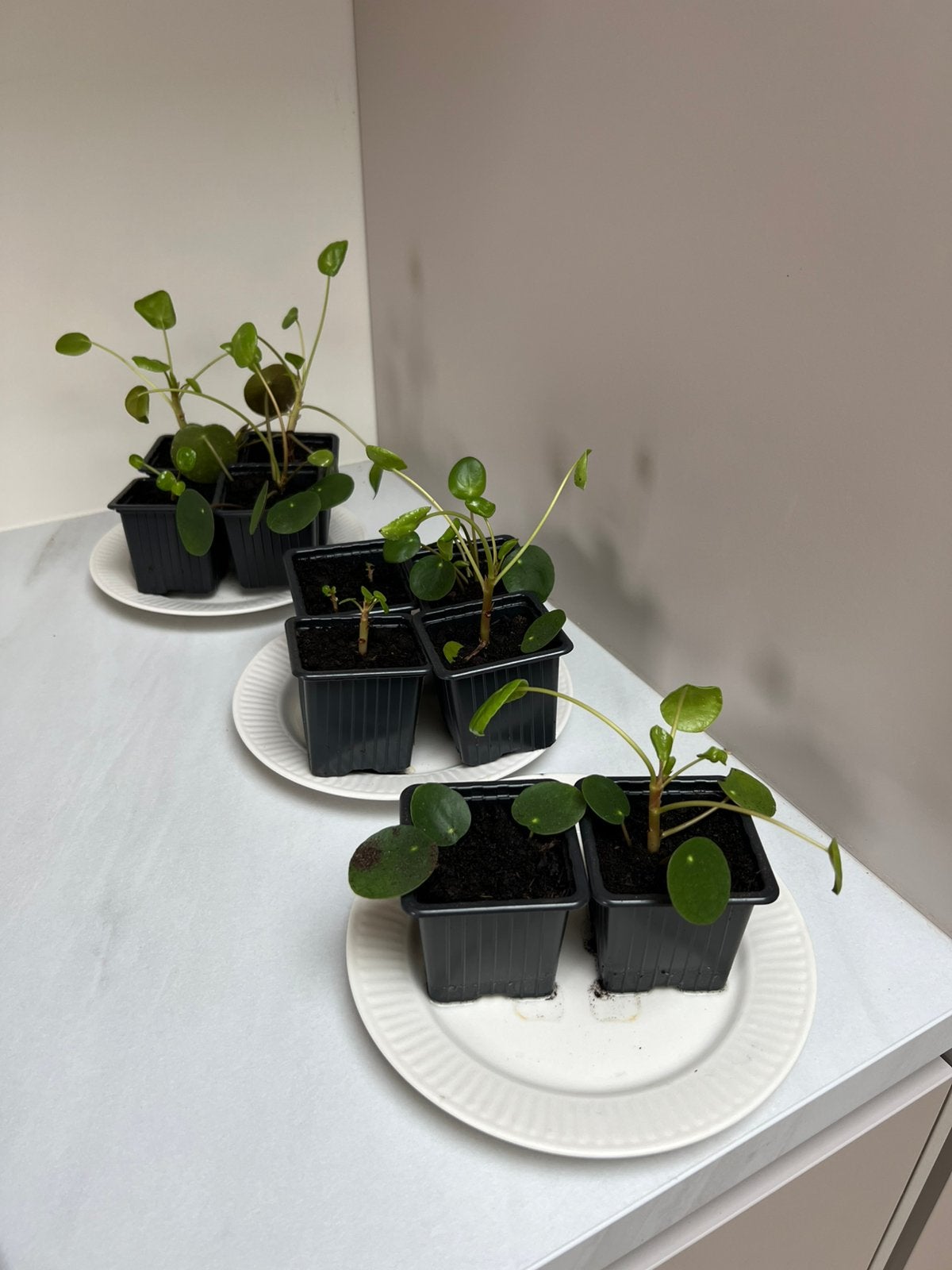 Stekjes pannekoekenplant - Pilea Peperomioides, Ophalen