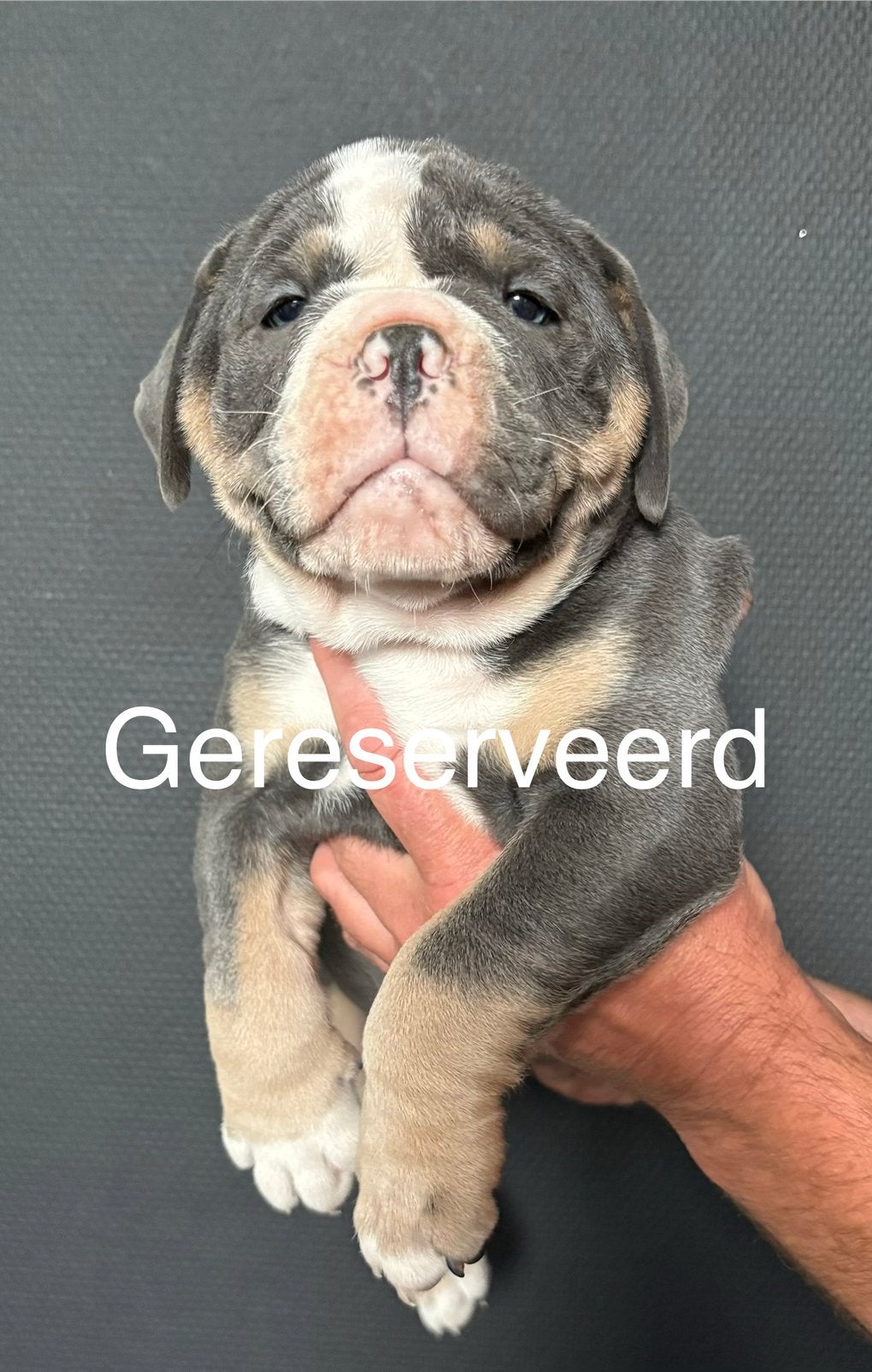 Old English Bulldog pups, 8 tot 15 weken, Parvo, Bulldog, Meerdere