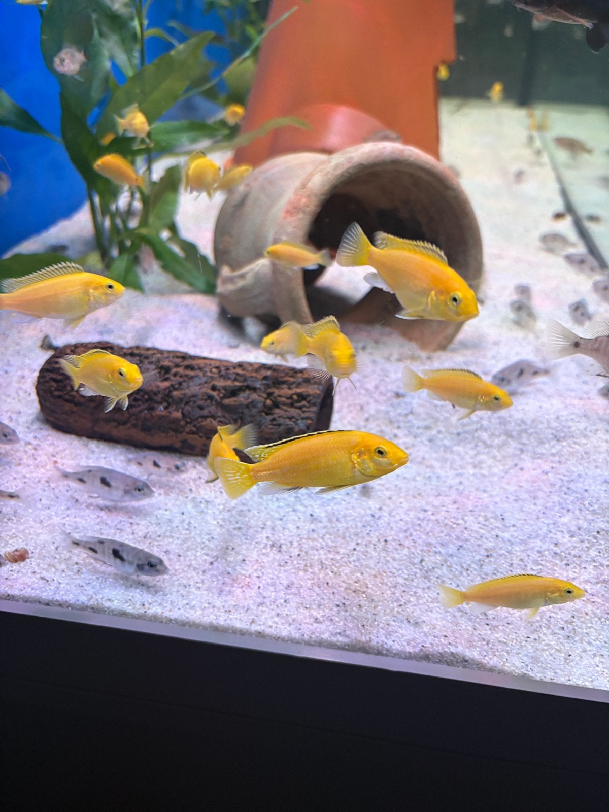 malawi cichliden labidochromis caeruleus yellow, Dieren en Toebehoren, Vis, Zoetwatervis, Schoolvis