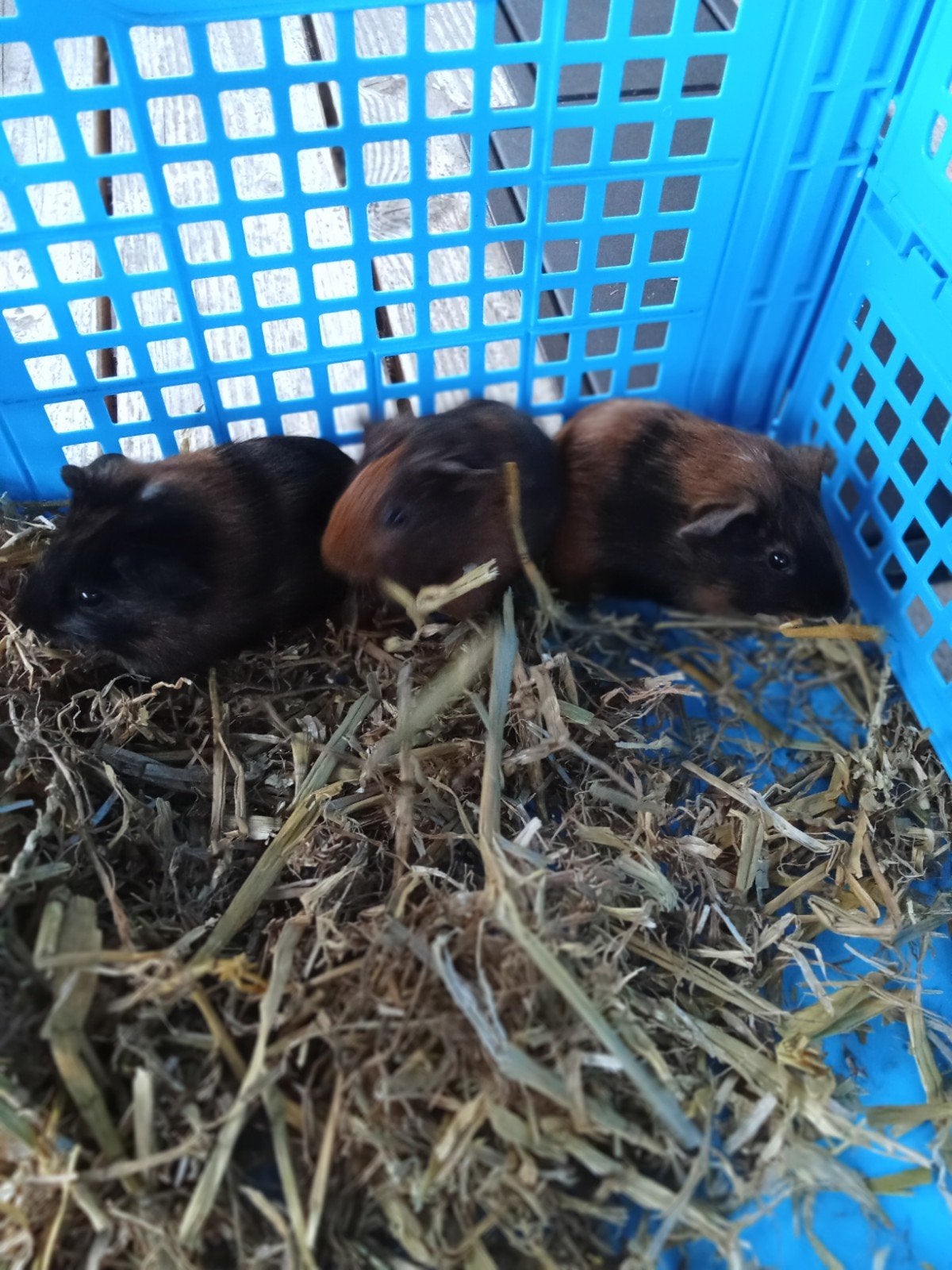 Jonge cavia's (nog 1 zeugje beschikbaar), Cavia, Augustus, Vrouwelijk, Tam