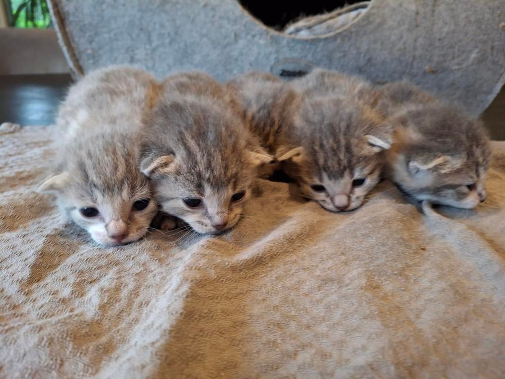 Boerderijkittens lichtgrijs grijs tijger zindelijk ontwormd, Dieren en Toebehoren, Katten en Kittens | Overige Katten, Poes