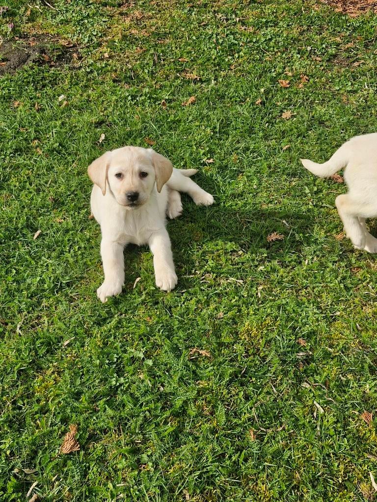 Choco   en blond labrador pups, Parvo, 8 tot 15 weken, Labrador retriever, Meerdere