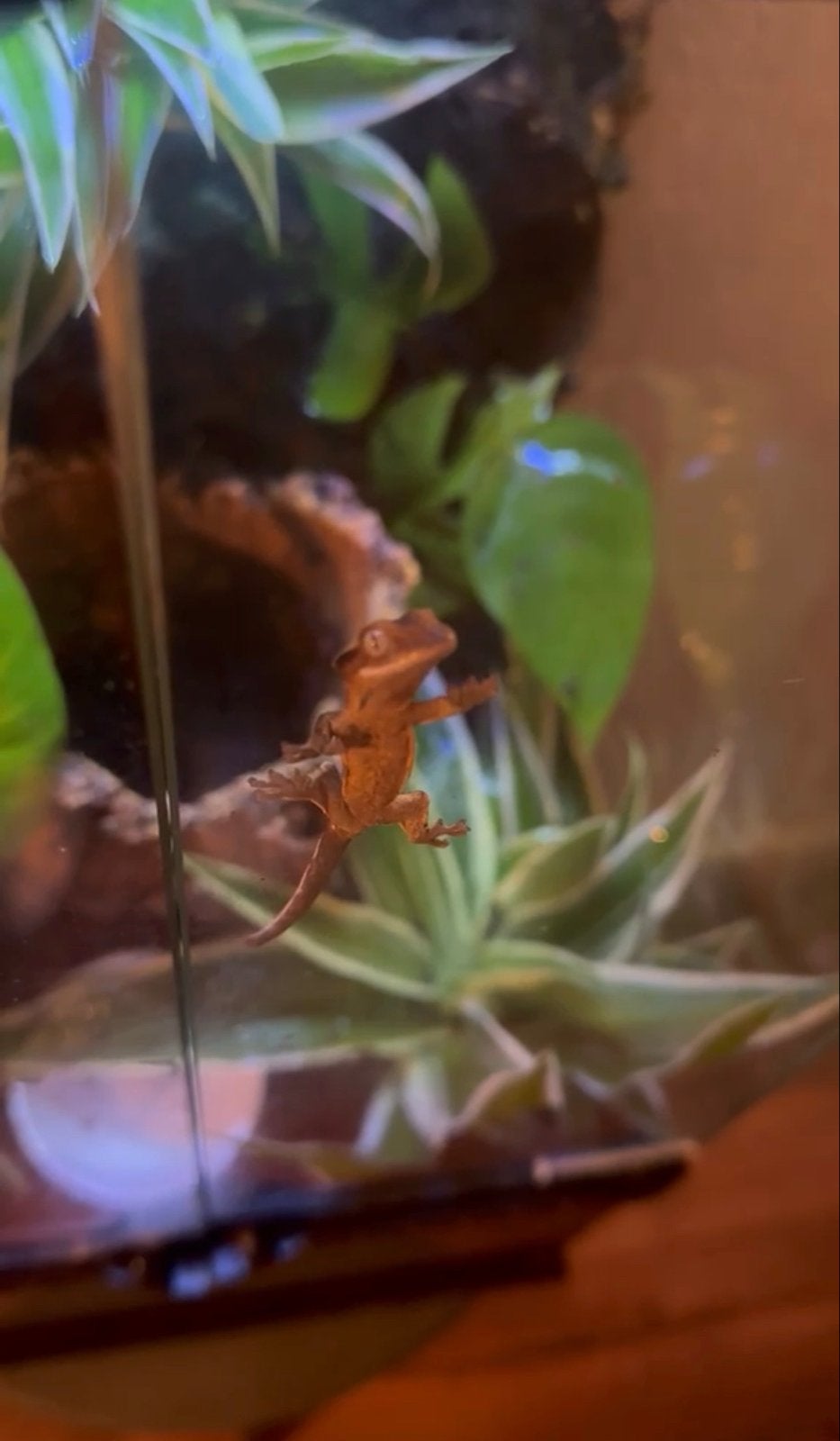 WimperGekko’s Crested Gecko photo 6